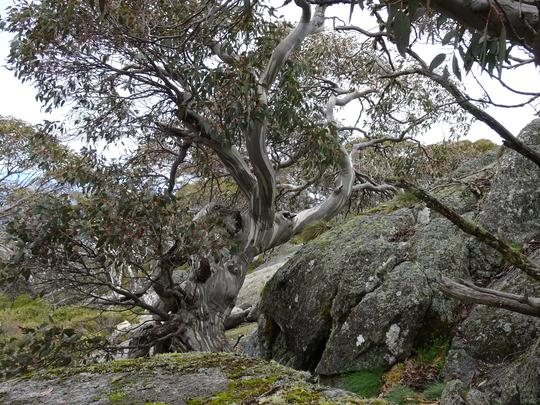 Mount Gingera